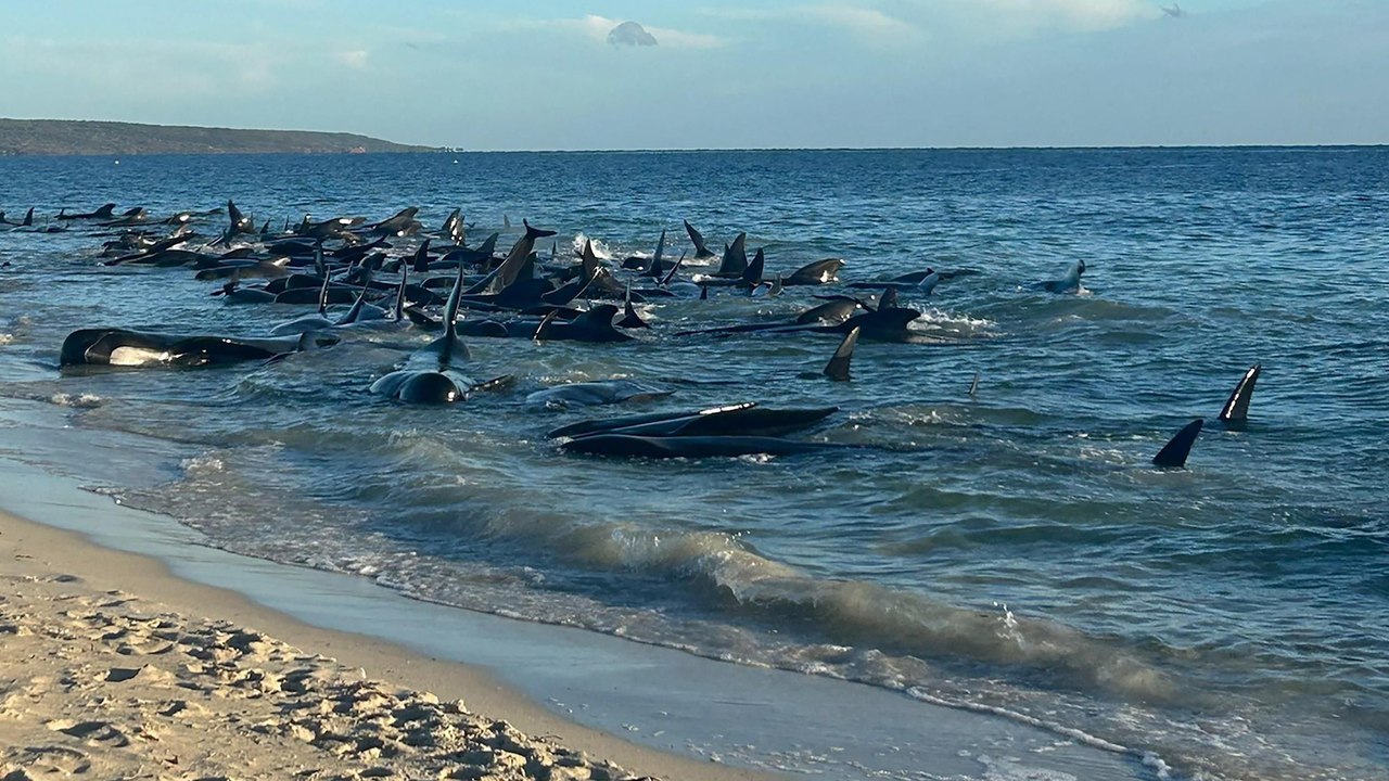 En Australie, des dizaines de dauphins pilotes morts après s’être échoués