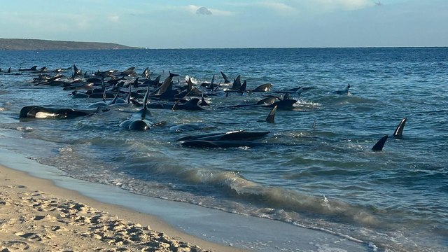 En Australie, des dizaines de dauphins pilotes morts après s’être échoués
