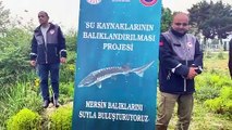 Sinop'ta 500 mersin balığı suya salındı