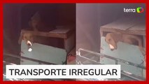 PRF resgata seis cães transportados em bagageiro de ônibus em Goiás