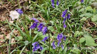 Elaine Hammond guides you on a bluebell walk through the Angmering Park Estate