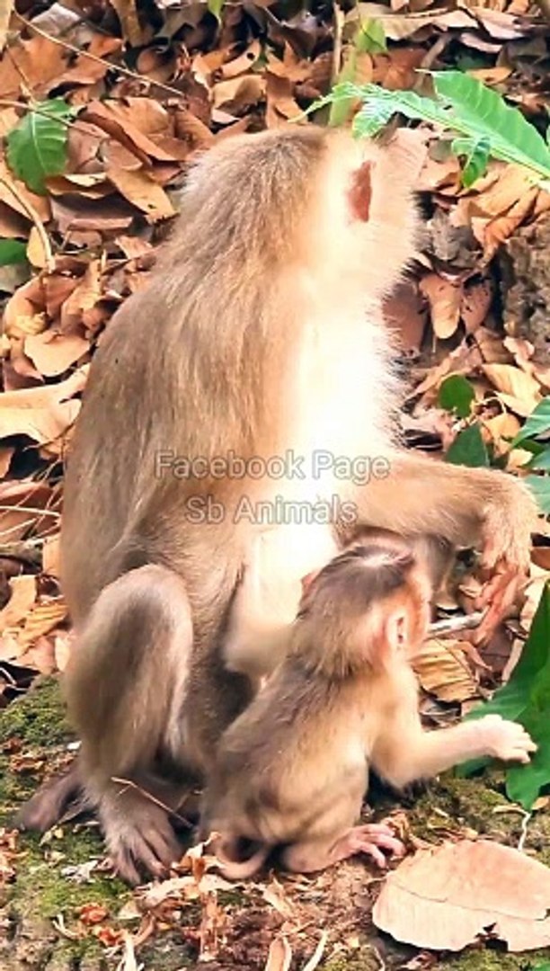 ⁣Animals Shorts, Monkey Shorts #Animals#Wildanimals