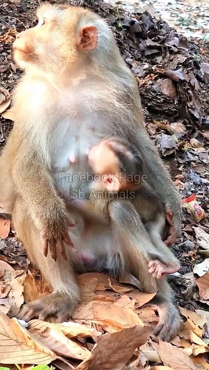 Monkey Shorts Video , Animals Video, Viral video #Animals#Funnyanimals#Wildanimals