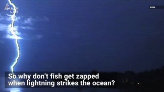 Do You Ever Wonder If Fish Die When Lightning Strikes Water?