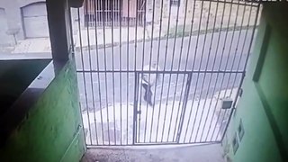 Pitbull invade casa e ataca homem e cachorrinha em MG