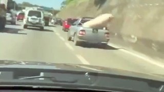 Motorista é flagrado transportando porco amarrado de forma irregular em rodovia de SP