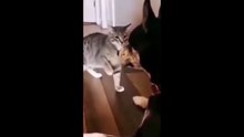 Funniest Dogs And Cats Videos  Best Funny Animal Videos #pets
