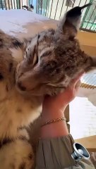 قط بري كبير الحجم