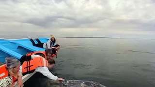 Miracle en mer : Des baleines accueillent des bateaux et leurs équipages au Mexique ! 
