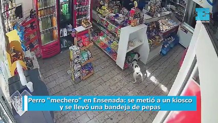 Perro "mechero" en Ensenada: se metió a un kiosco y se llevó una bandeja de pepas