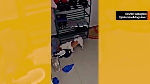 Hulvaton video: koiranpentu suuttuu valtavasti, kun omistaja lähtee yksin