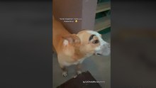 Mujer en Tijuana comparte que "malandros" le pintaron cejas a su perrito