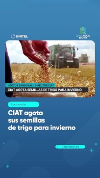 Pese a disminución de precios, se agotan las semillas de trigo para la siembra de invierno