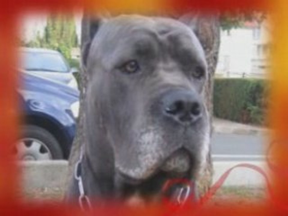 Mes cane corso