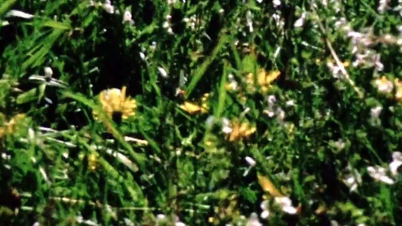 Romy (2009) stream deutsch anschauen