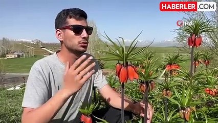 Yüksekova'da Ters Lalelerin Güzelliği