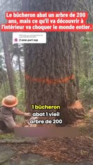 Il abat un arbre 🌳
