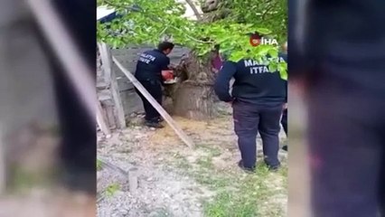 Ağaca sıkışan yavru kedi elektrikli testereyle kurtarıldı