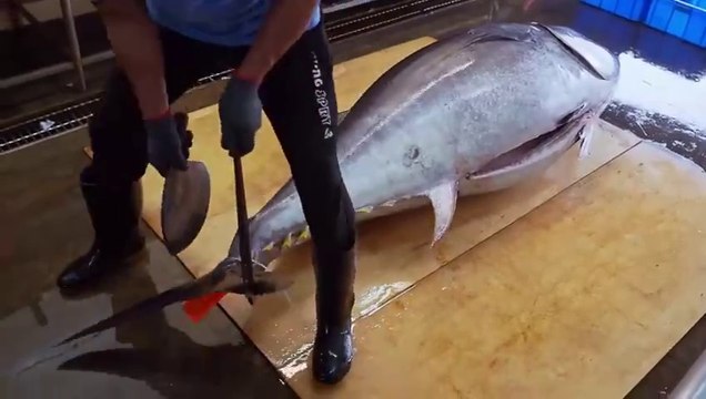 World's Sharpest Tuna Knife！Amazing Giant bluefin tuna cutting Master