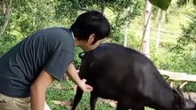 ang kalabaw