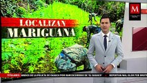 Marina logra localizar cerca de 100 mil plantas de mariguana en la Sierra de Sinaloa