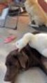 Goose Entices Dog to Play With Them by Pecking Them All Over