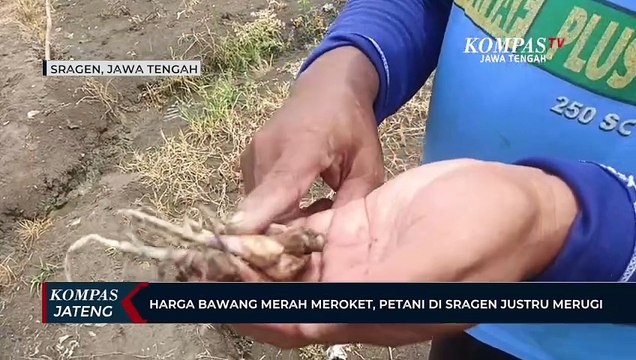 Harga Bawang Merah Meroket, Petani di Sragen Justru Merugi