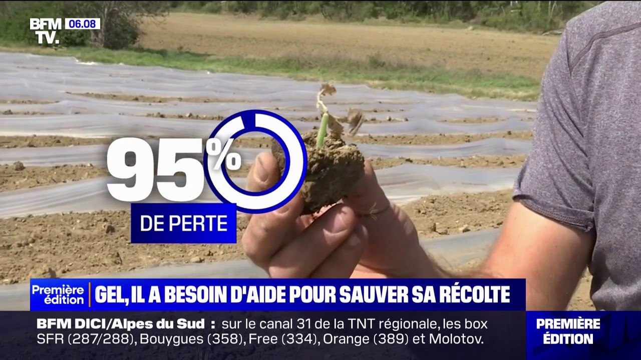 À cause du gel, un maraîcher a perdu 95% de sa récolte et demande de l'aide pour replanter 10.000 melons