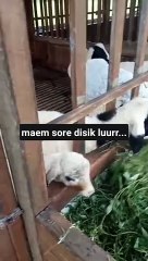 ternak domba semi modern