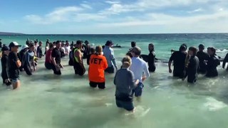 Mass stranding of pilot whales at Toby Inlet near Dunsborough in WA sparks rescue effort