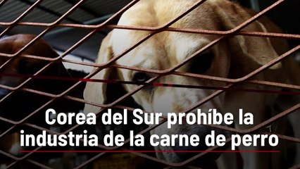 Corea del Sur prohíbe la industria de la carne de perro