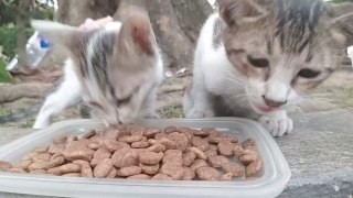 Tasty RESPONSE: Dog SNUBs food.  cat videos cats meow cat sound
