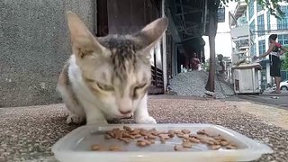 Ok where is your food? Cat Videos Meow Purr cats