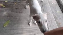 Sad Dog SURPRISED me with his action.  Cute dog Dog sound Dogs
