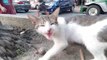 IM BUSY Dude!  Leave me alone !!  Cats Cat Videos Meow Cat sound Cat rescue