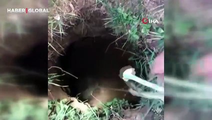 Su kuyusuna aynı anda düşen koyun ve ineğin görüntüleri yürekleri parçaladı
