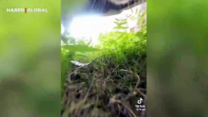 Sokak kedisine takılan kamerayla bir günde başına gelen olaylar böyle kaydedildi