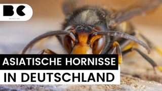 Asiatische Hornisse bedroht Honigbiene in Deutschland!
