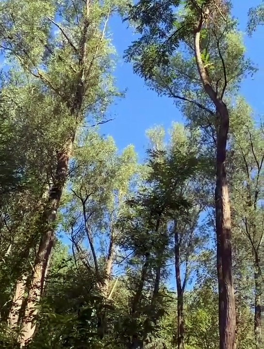 Tall trees and river in province