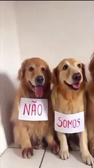 Sexteto 4 Patas: Homenagem ao Joca 🐾