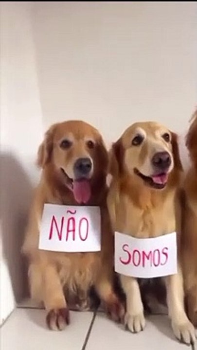 Sexteto 4 Patas