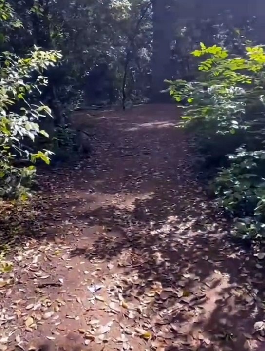 Part II Walking