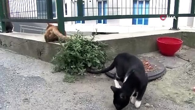 Yavru kediyi ezdi! Arkasına bakmadan devam etti