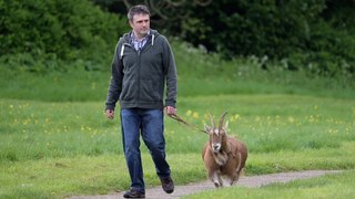 Animal lover takes pet goat on daily walks around city's parks