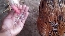 aming alagang manok