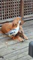 Cute Duck Playing with Golden Dog 