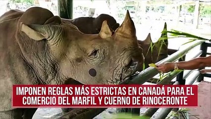 Download Video: Imponen reglas más estrictas en Canadá para el comercio del marfil y cuerno de rinoceronte