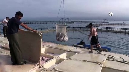 Karadeniz Türk somonunun üretim üssü oldu