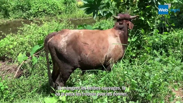 Le bœuf Moka, petit trésor du patrimoine réunionnais