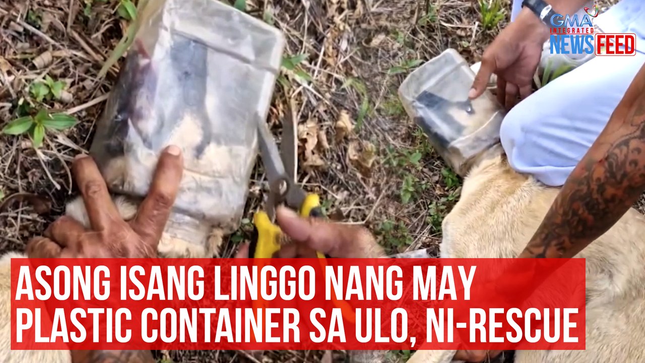Asong isang linggo nang may plastic container sa ulo, ni-rescue | GMA Integrated Newsfeed